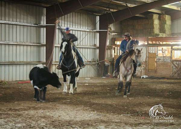 trail-riding-quarter-horse