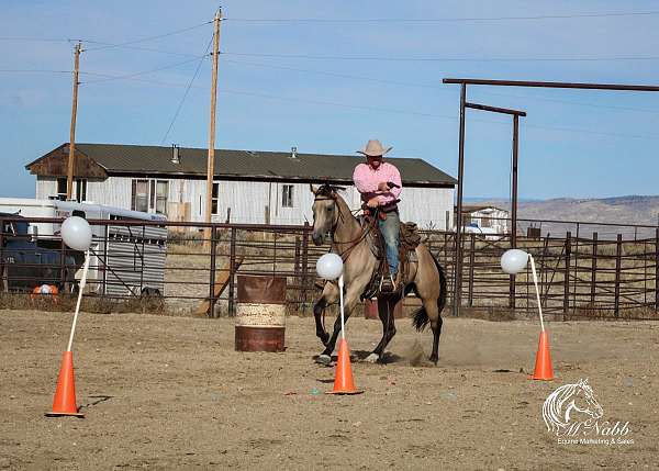 western-riding-quarter-horse