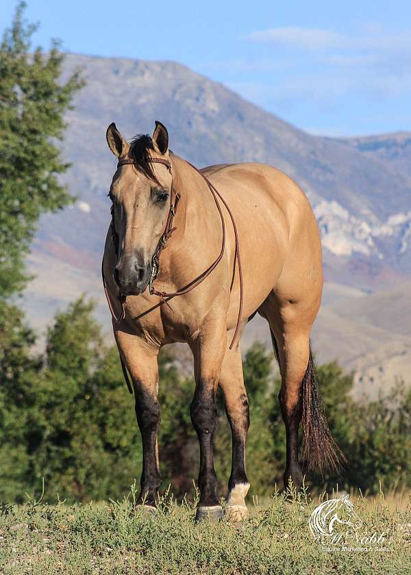 athletic-quarter-horse