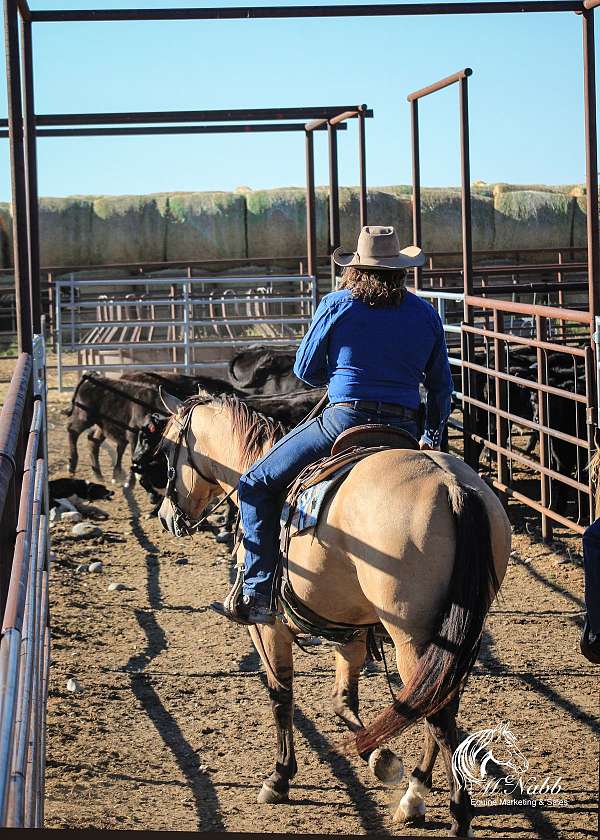 cowboy-mounted-shooting-quarter-horse