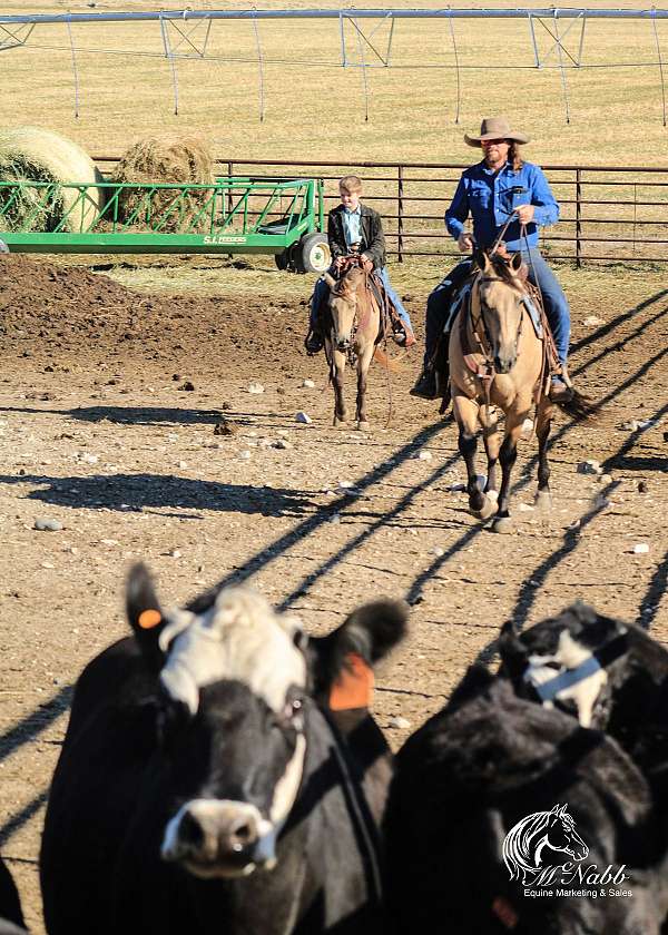 husband-safe-quarter-horse