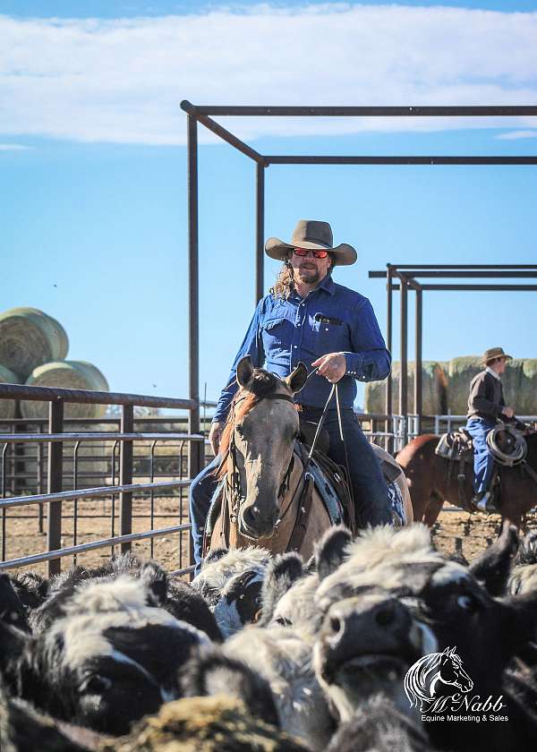 ranch-versatility-quarter-horse