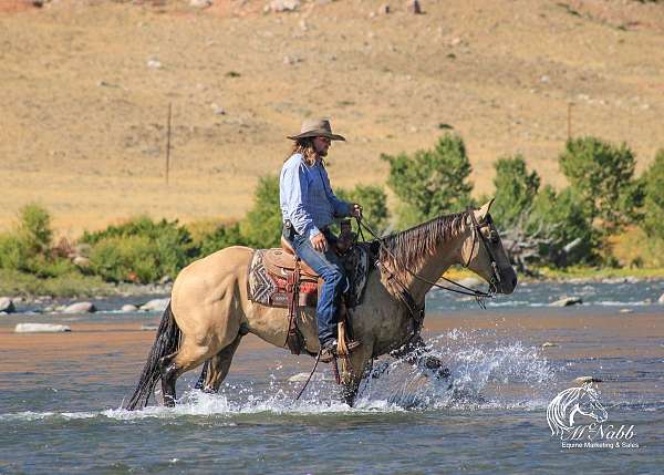 roping-quarter-horse