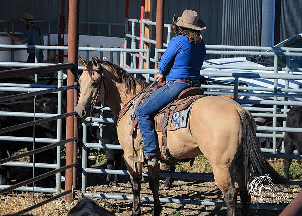 ranch-work-quarter-horse