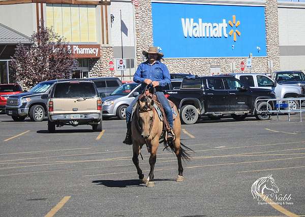 western-riding-quarter-horse