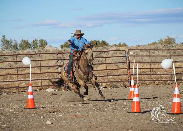 working-cattle-quarter-horse