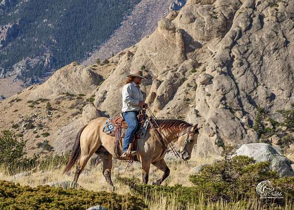 buckskin-quarter-horse-gelding