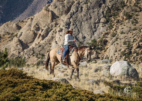 buckskin-all-around-horse