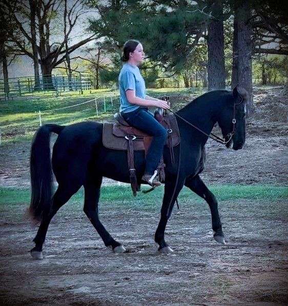 flashy-kentucky-mountain-horse