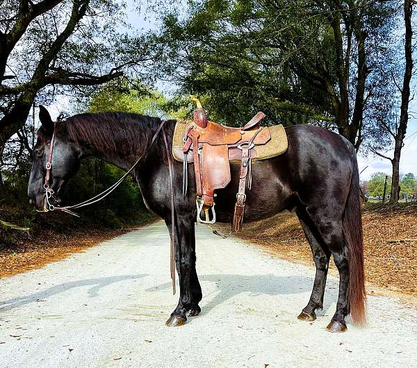 family-kentucky-mountain-horse