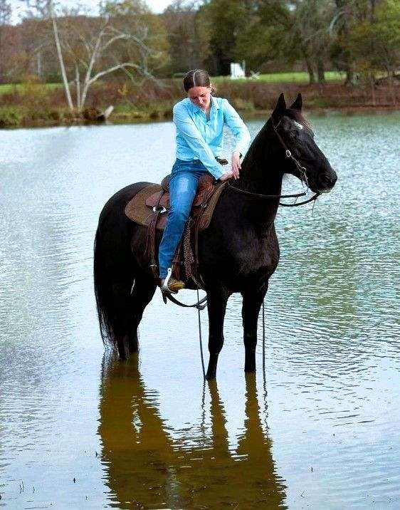 trail-kentucky-mountain-horse