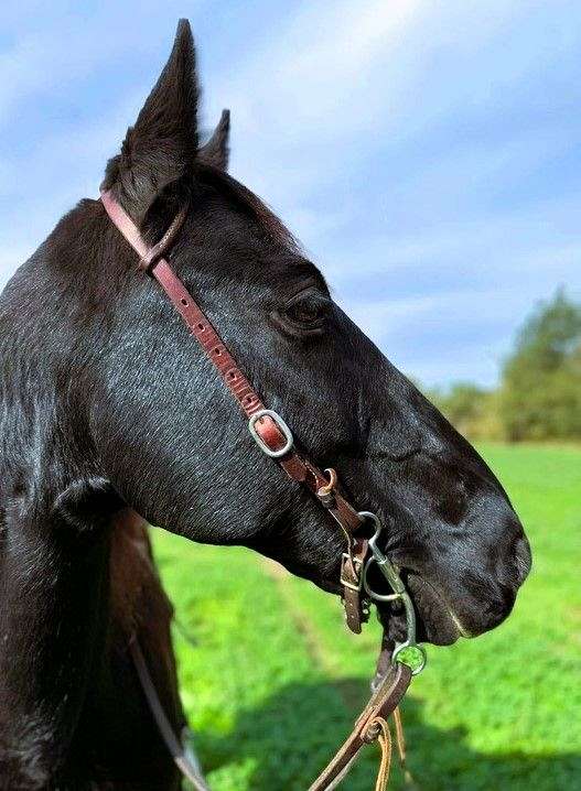 husband-safe-kentucky-mountain-horse