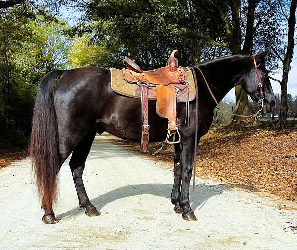 all-around-kentucky-mountain-horse