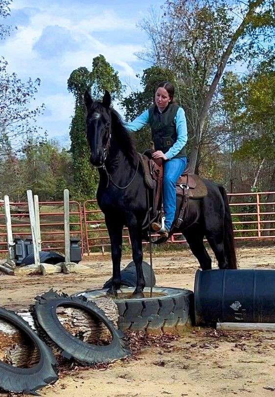 gaited-kentucky-mountain-horse