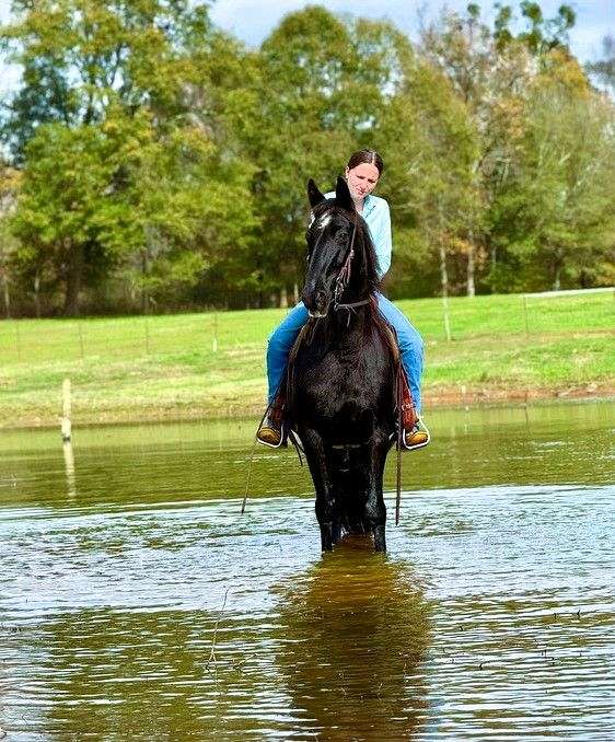 driving-kentucky-mountain-horse