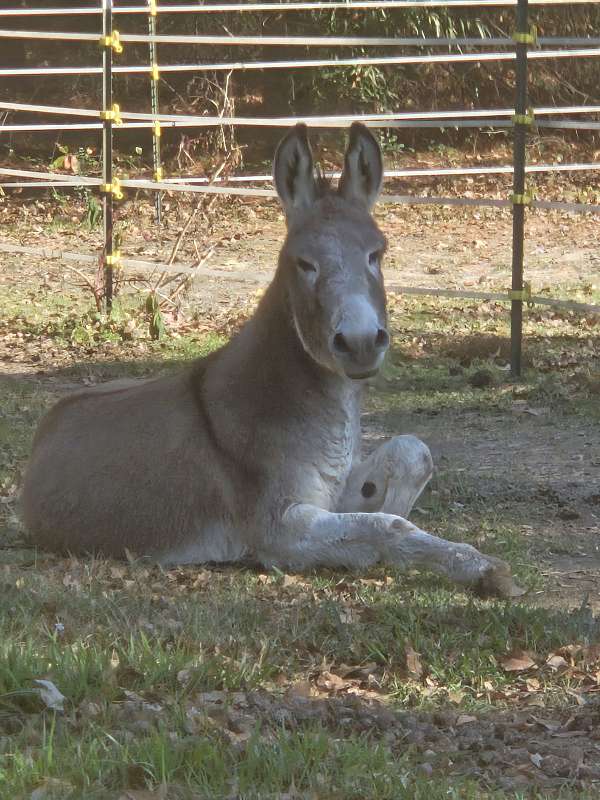 grey-stallion-donkey