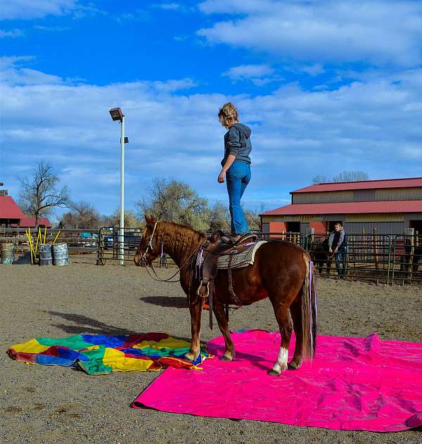 husband-safe-mustang-horse