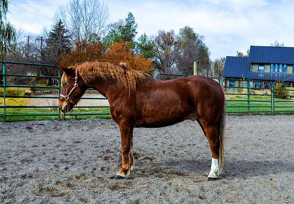 gentle-mustang-horse