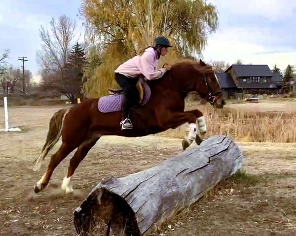 jumping-mustang-horse