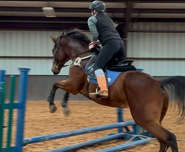 dressage-paint-horse