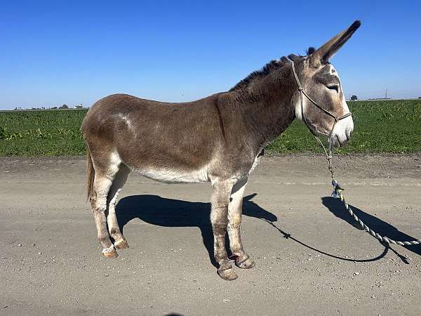 donkey-mare