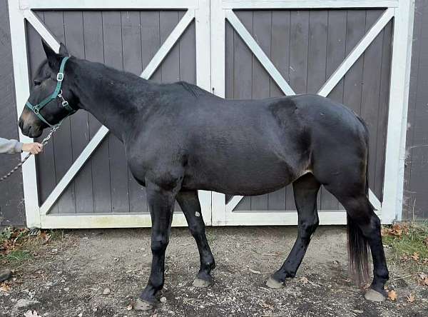 all-quarter-horse