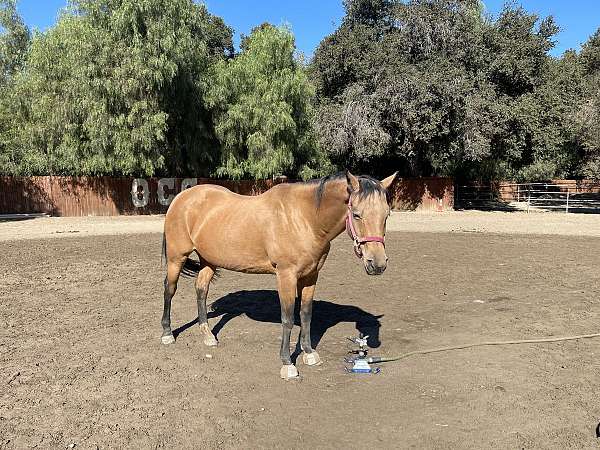 two-small-white-socks-horse