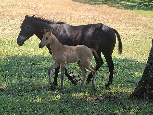 brown-snowflake-horse