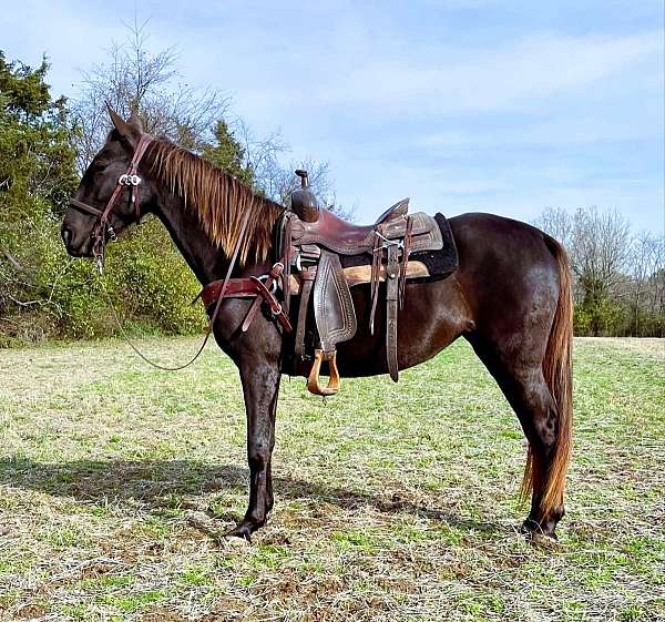 competitive-trail-rocky-mountain-horse