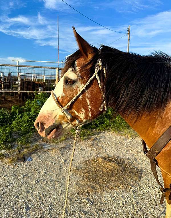 family-draft-horse