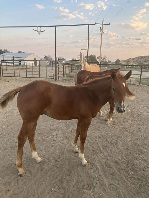 breakaway-roping-stallion