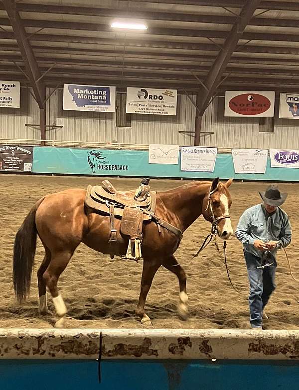 breakaway-roping-filly