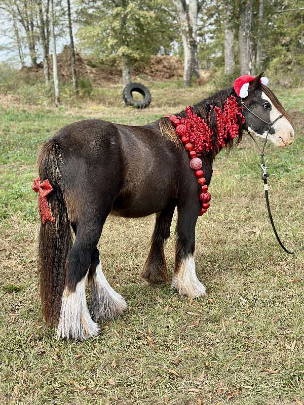 12-hand-gypsy-vanner-gelding