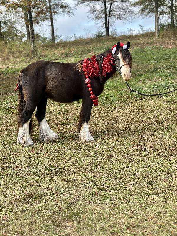 black-gypsy-vanner-for-sale