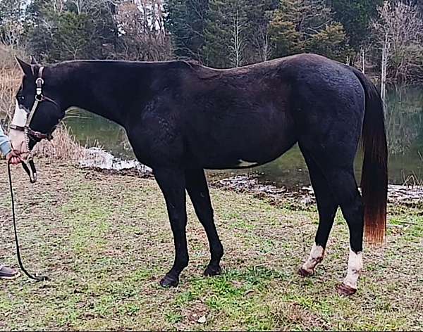 experienced-gelding-weanling