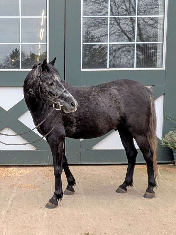 dressage-welsh-pony