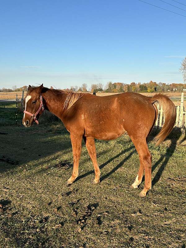 sorrel-experienced-halter-horse