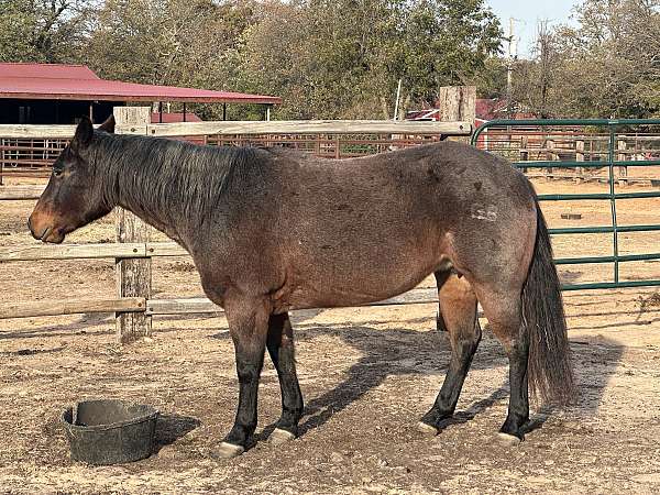 bay-roan-quarter-horse-mare