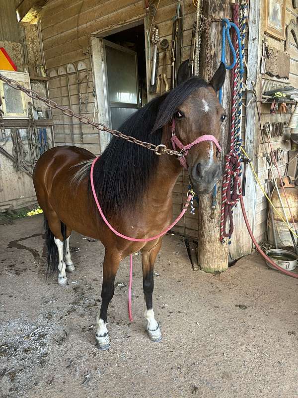 shetland-pony-mare