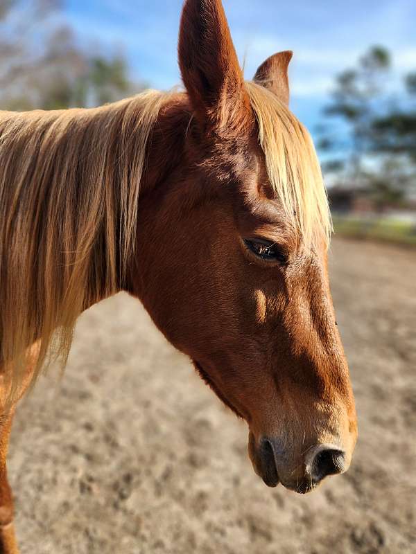 all-around-tennessee-walking-horse