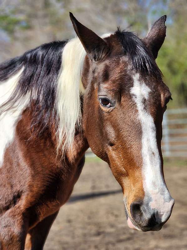 all-around-spotted-saddle-horse