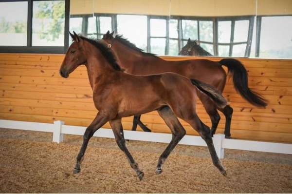 show-jumping-bloodlines-westphalian-horse