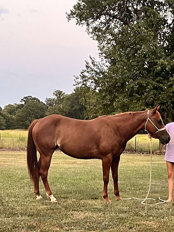 quarter-horse-mare