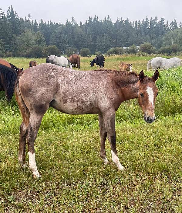 quarter-horse-gelding