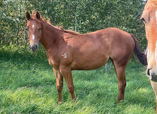 nrha-filly-stallion