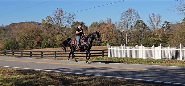 yo-kentucky-mountain-horse