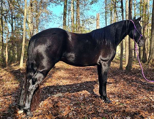 trained-gaited-horse-mare