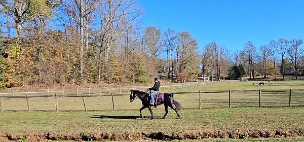 black-see-pictures-horse