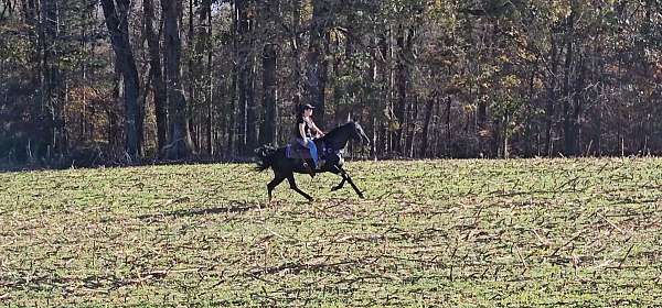 gaited-horse-kentucky-mountain