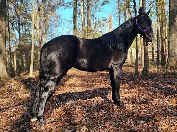 trail-gaited-horse-kentucky-mountain